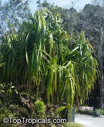 Image result for Pandanus sp. B