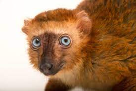 Picture Of A Critically Endangered Blue Eyed Black Lemur Eulemur Flavifrons Named Poots At The Duke Lemur Center Lemur Animals Endangered