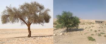 Image result for Acacia gerrardii