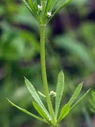 Image result for Galium stenophyllum
