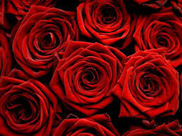 Guzelligin Simgesi Gul Red Roses Wallpaper Red Roses Beautiful Red Roses