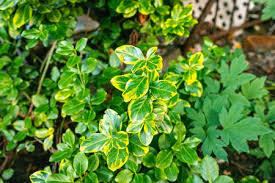 Known as baby wintercreeper, it has quite small leaves. Wintercreeper Euonymus Care And Growing Guide