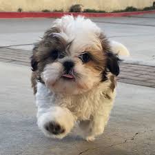 Cutest Dog Breeds It S Impossible To Pick Favorites When It Comes To Dogs Let S Known About Beautiful Dogs Top 10 Cute Cute Puppy Pictures Puppies Cute Dogs