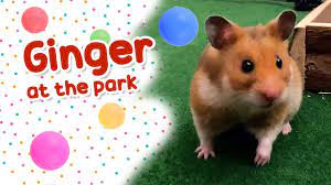 Pin On Ginger Hamster Adventures