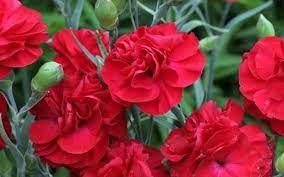 Passion Tall Dianthus Carnation Grows In Zone 5a 20 To 15 F Through Zone 9b 25 To 30 F Sun Exposure Full Mos Spring Blooms Carnations Flowers