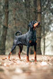 Doberman Pinscher Dog Breed Information Characteristics Daily Paws