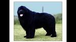 18 Biggest Dogs in the World In 2020 - Tail and Fur