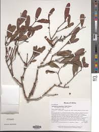 Image result for Tapinanthus dependens