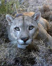 El club informó que los cuatro integrantes ya se encuentran aislados y bajo observación. Condors Drive Cougars To Kill More Live Science