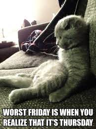 Definitely The Worst Friday Funny Animals Funny Pictures Funny Photos