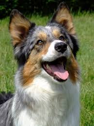Australian Shepherd Border Collie Black And Brown Colour Blue Tricolour Merle Australian Shepherd Australian Shepherd Dogs Dog Leash Training