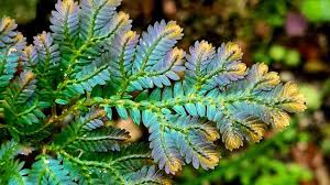 Image result for Selaginella dregei