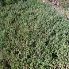 Image result for Sarcocornia natalensis