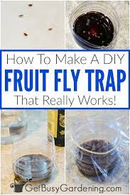 How To Make A Homemade Diy Fruit Fly Trap Fruit Fly Trap Diy Fruit Fly Trap Fruit Fly Trap Diy