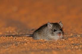 Image result for Pseudobersama