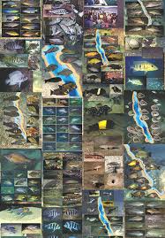 Tanganyikan Cichlids in their Natural Habitat