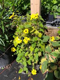 Image result for Thunbergia vogeliana