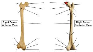 Check spelling or type a new query. Femur Bone Anatomy Quiz Labeled Diagram Skeletal System Parts Ezmed
