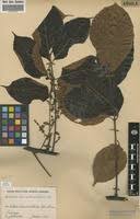 Image result for Lannea welwitschii