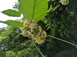 Image result for Marsdenia cynanchoides