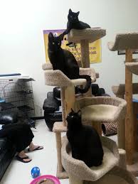 You should never buy a puppy based solely on price. Long Island Feline Adoption Center Lifac Home Facebook