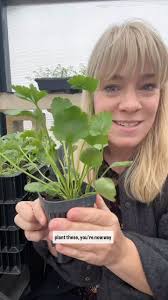 Part 2 from yesterdays Ranunculus reel! Ranunculus can be a bit tricky  because they need cold but not tooooo cold. I’m in Zone 7- Tennessee and we  can fall plant (but have to do a lot of frost cloth ...