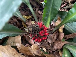 Image result for Commelina bracteosa