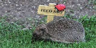 What To Feed Hedgehogs Ark Wildlife Uk