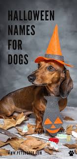 These costumes for your pup might result in cuteness overload. Pin On Pet Names