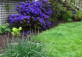 Blue Baron Rhododendron I Think Love This Plant Rhododendron Plants Season Plants