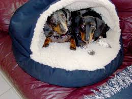 In fact, there are significantly higher costs associated with this process, and as such the cost of packing a heat. Tallulah And Harriet In Their Clamshell Animals And Pets Pets Dachshund