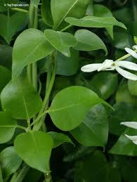 Image result for Jasminum fluminense