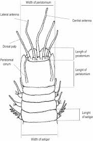 Image result for Polychaeta spp.