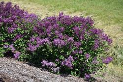 However i have no information on how many years before they bloom. Bloomerang Dark Purple Lilac Syringa Smsjbp7 In Chambersburg Hagerstown Pennsylvania Pa At Snavely S Garden Corner