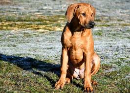 Rhodesian ridgeback welpen black und livernose. 3 Mini Ridgebacks Welpen Abc Schon Einstudiert