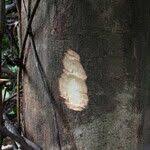 Image result for Shirakiopsis