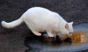 As felines have highly developed senses, they can easily smell the even as little as a teaspoonful of antifreeze can harm your cat in fatal ways. Swindon Cats Poisoned With Antifreeze