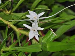 Image result for Angraecum sacciferum