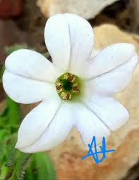 Image result for Trichilia quadrivalvis