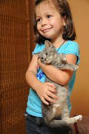 Is it possible to ever truly tame a feral cat? Kitten Socialization Dr Sophia Yin