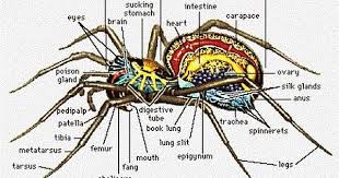 Spider Internal Anatomy Arachnids Hobo Spider Spider