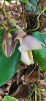Image result for Mucuna pruriens