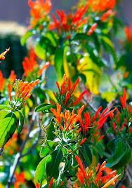 Image result for Justicia heterocarpa