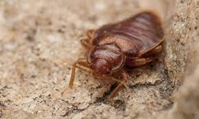 Bed bugs pest control in dubai, uae. Bed Bug Control And Removal Gregory Pest Solutions