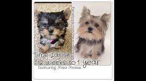 Yorkie Colors Types Of Yorkshire Terrier Coats Yorkie Life