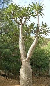 Image result for Pachypodium