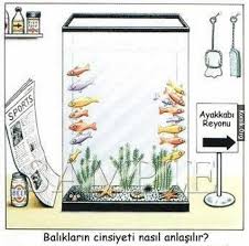 Baliklarin Cinsiyeti Nasil Anlasilir Fishing Humor Funny Cartoons Fishing Jokes