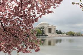 Maybe you would like to learn more about one of these? Cherry Blossom Peak Bloom Date Watch The Cherry Blossoms Cam
