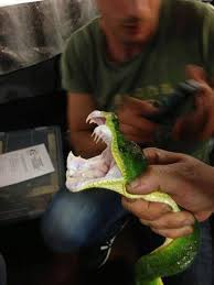 They are one of the most stunning species of snake known to the pet trade; Green Tree Python Look At Those Teeth Wouldnt Want To Be On The Business End Of My Gtp Amphibians Amphibians Humanoid Pet Snake Reptiles Pet Amphibians