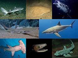 Generally depicted as a gray shark in full profile facing left, as a tiger, bull, or great white shark hunting in the water. Selachimorpha Wikipedia La Enciclopedia Libre